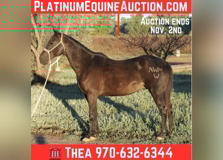 American Quarter Horse, Wallach, 7 Jahre, Rappe