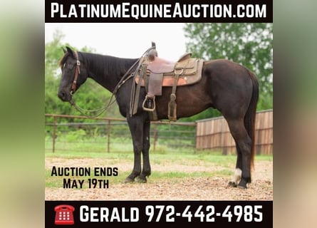 American Quarter Horse, Wallach, 7 Jahre, Rappe