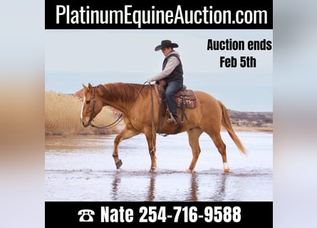 American Quarter Horse, Wallach, 7 Jahre, Red Dun