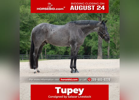 American Quarter Horse, Wallach, 7 Jahre, Roan-Blue