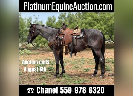 American Quarter Horse, Wallach, 7 Jahre, Roan-Blue