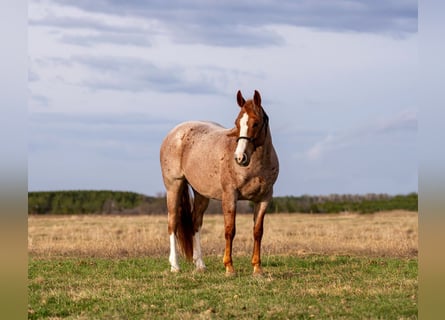 American Quarter Horse, Wallach, 7 Jahre, Roan-Red