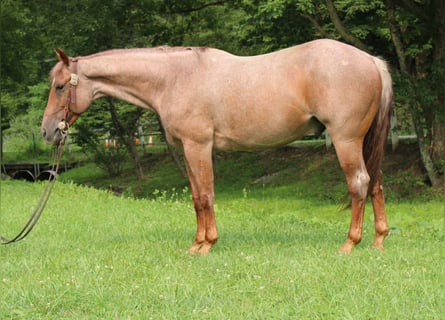 American Quarter Horse, Wallach, 7 Jahre, Roan-Red