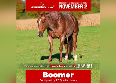 American Quarter Horse, Wallach, 7 Jahre, Roan-Red
