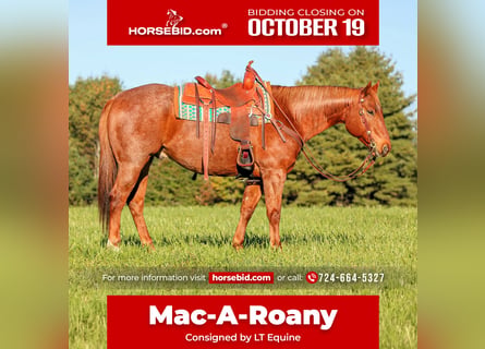 American Quarter Horse, Wallach, 7 Jahre, Roan-Red