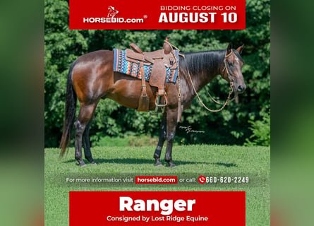 American Quarter Horse, Wallach, 7 Jahre, Rotbrauner