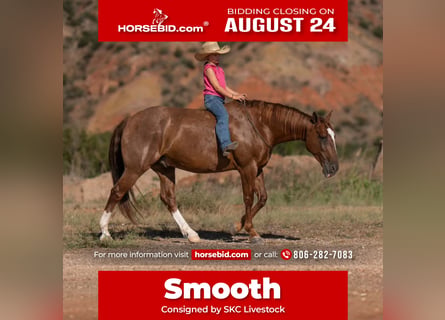 American Quarter Horse, Wallach, 7 Jahre, Rotfuchs