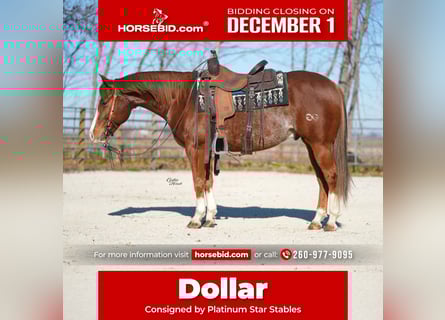 American Quarter Horse, Wallach, 7 Jahre, Rotfuchs