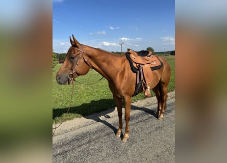 American Quarter Horse, Wallach, 7 Jahre