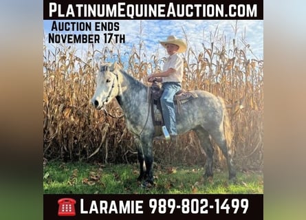 American Quarter Horse, Wallach, 8 Jahre, 122 cm, Apfelschimmel