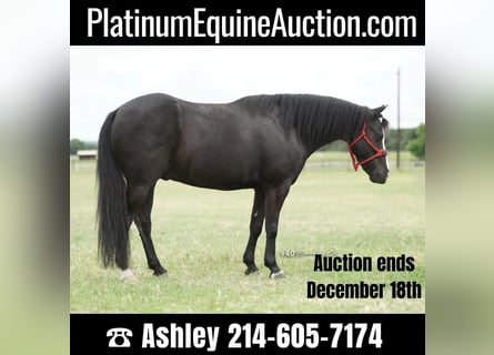 American Quarter Horse, Wallach, 8 Jahre, 132 cm, Rappe