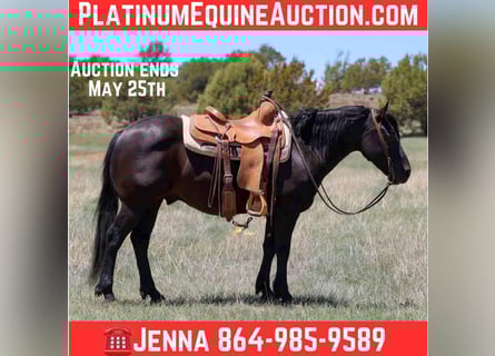 American Quarter Horse, Wallach, 8 Jahre, 140 cm, Rappe