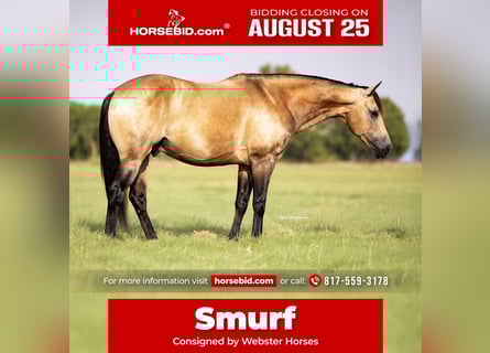 American Quarter Horse, Wallach, 8 Jahre, 142 cm, Buckskin