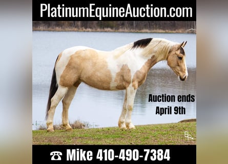 American Quarter Horse, Wallach, 8 Jahre, 142 cm, Buckskin