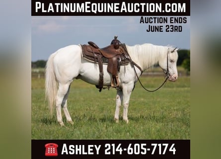American Quarter Horse, Wallach, 8 Jahre, 142 cm, Schimmel