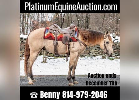 American Quarter Horse, Wallach, 8 Jahre, 145 cm, Buckskin
