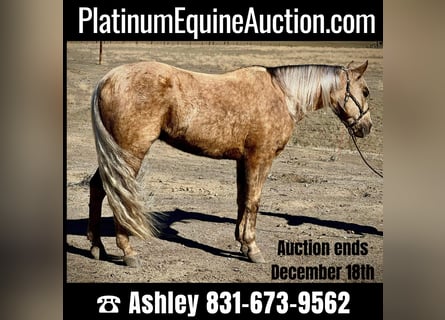 American Quarter Horse, Wallach, 8 Jahre, 145 cm, Palomino