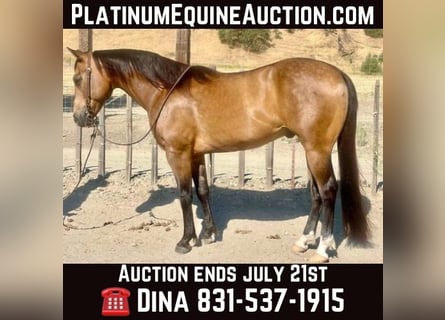 American Quarter Horse, Wallach, 8 Jahre, 147 cm, Buckskin