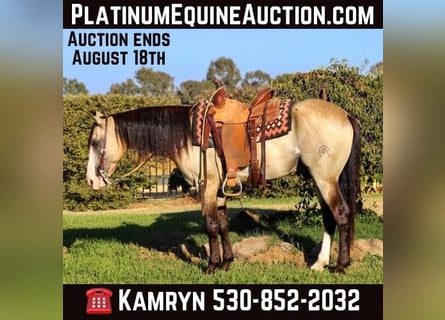 American Quarter Horse, Wallach, 8 Jahre, 147 cm, Buckskin