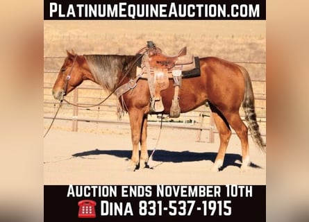 American Quarter Horse, Wallach, 8 Jahre, 147 cm, Dunkelfuchs