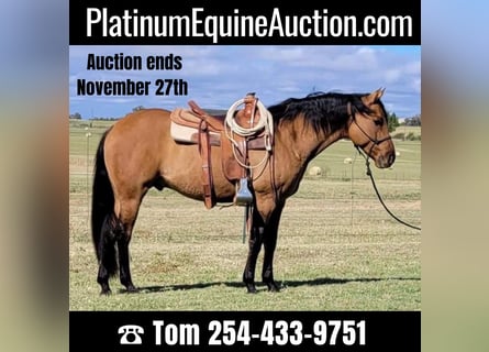 American Quarter Horse, Wallach, 8 Jahre, 147 cm, Falbe