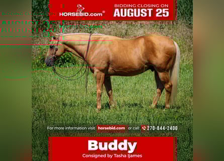 American Quarter Horse, Wallach, 8 Jahre, 147 cm, Palomino