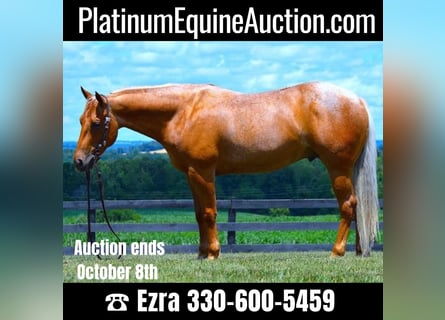 American Quarter Horse, Wallach, 8 Jahre, 147 cm, Palomino