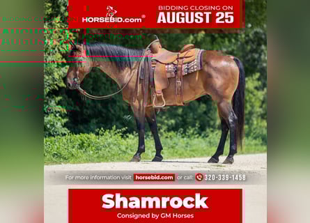 American Quarter Horse, Wallach, 8 Jahre, 147 cm, Roan-Bay