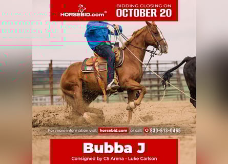 American Quarter Horse, Wallach, 8 Jahre, 147 cm, Rotfuchs