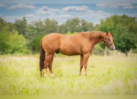 American Quarter Horse, Wallach, 8 Jahre, 150 cm, Brauner