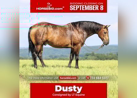 American Quarter Horse, Wallach, 8 Jahre, 150 cm, Buckskin