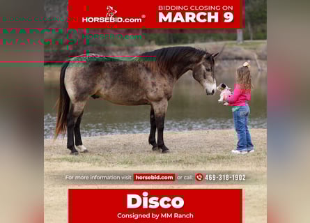 American Quarter Horse, Wallach, 8 Jahre, 150 cm, Buckskin