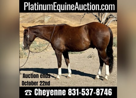 American Quarter Horse, Wallach, 8 Jahre, 150 cm, Dunkelfuchs