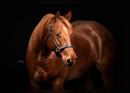 American Quarter Horse, Wallach, 8 Jahre, 150 cm, Fuchs