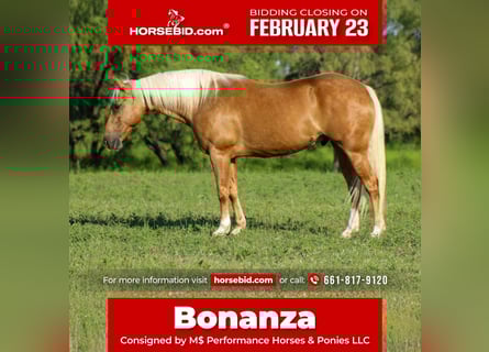 American Quarter Horse, Wallach, 8 Jahre, 150 cm, Palomino