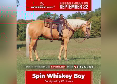 American Quarter Horse, Wallach, 8 Jahre, 150 cm, Palomino