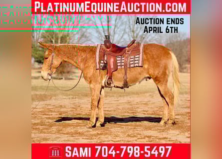 American Quarter Horse, Wallach, 8 Jahre, 150 cm, Palomino