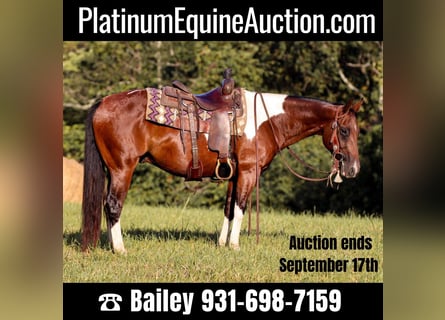 American Quarter Horse, Wallach, 8 Jahre, 150 cm, Tobiano-alle-Farben