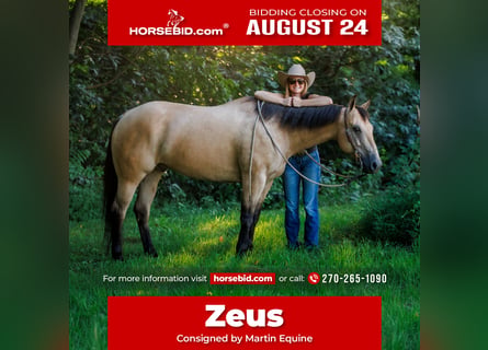 American Quarter Horse, Wallach, 8 Jahre, 152 cm, Buckskin