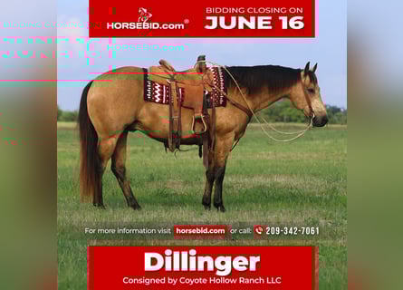 American Quarter Horse, Wallach, 8 Jahre, 152 cm, Buckskin