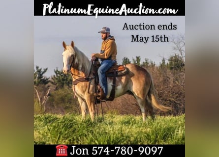 American Quarter Horse, Wallach, 8 Jahre, 152 cm, Falbe