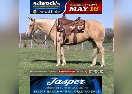 American Quarter Horse, Wallach, 8 Jahre, 152 cm, Palomino