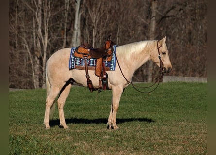 American Quarter Horse, Wallach, 8 Jahre, 152 cm, Palomino