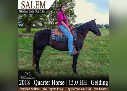 American Quarter Horse, Wallach, 8 Jahre, 152 cm, Rappe