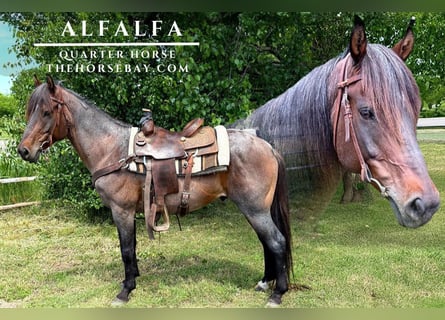 American Quarter Horse, Wallach, 8 Jahre, 152 cm, Roan-Bay