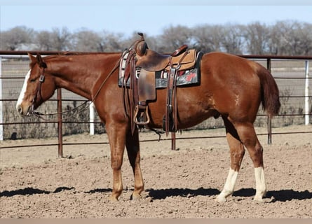 American Quarter Horse, Wallach, 8 Jahre, 152 cm, Rotfuchs
