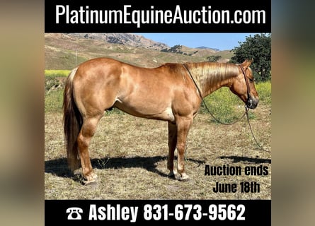 American Quarter Horse, Wallach, 8 Jahre, 152 cm, Rotfuchs
