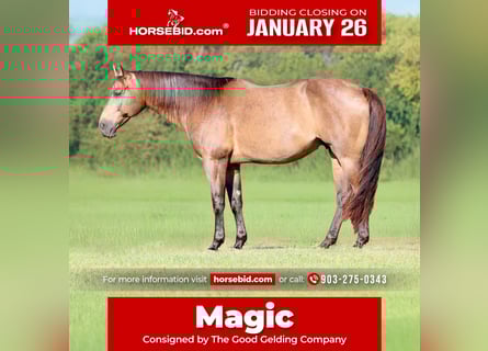 American Quarter Horse, Wallach, 8 Jahre, 155 cm, Buckskin