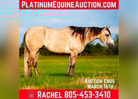 American Quarter Horse, Wallach, 8 Jahre, 155 cm, Buckskin