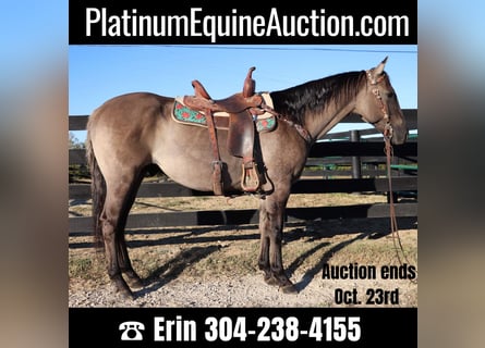 American Quarter Horse, Wallach, 8 Jahre, 155 cm, Grullo